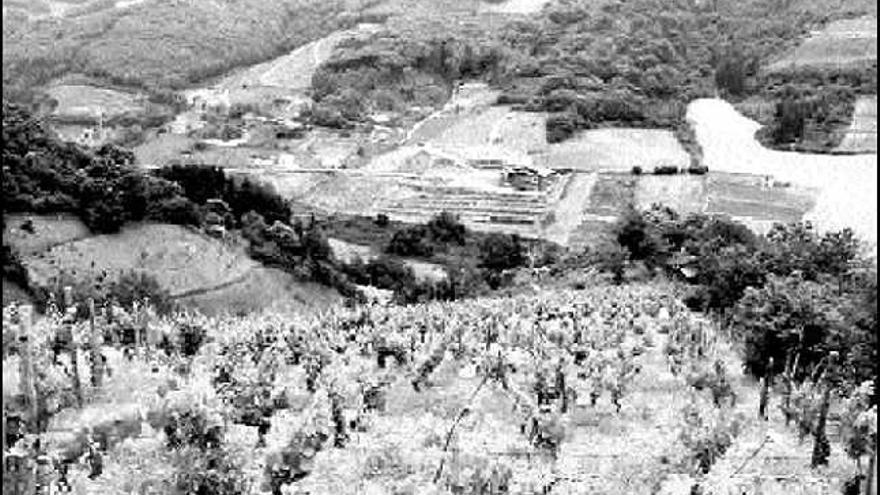Una plantación de viñas de uva blanca en Cangas del Narcea.