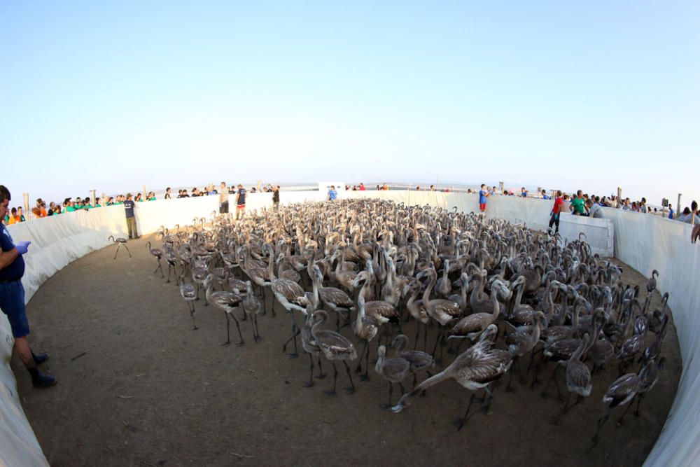 Unos seiscientos pollos de flamenco han sido anillados este sábado por voluntarios procedentes de toda España en la Reserva Natural Laguna de Fuente de Piedra,, actividad con la que la Junta realiza el seguimiento individual de estas aves y estudia diferentes aspectos de la biología de esta especie.