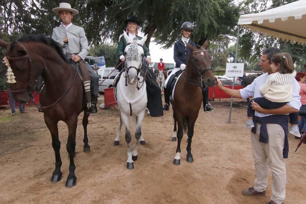 El caballo y su oficios en el Alcázar