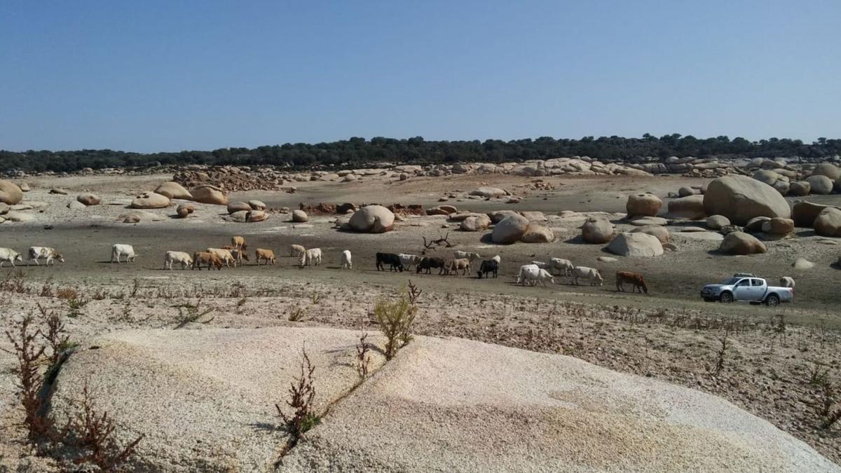 Las vacas de la ganadería de José Antonio Calles en un paraje habitualmente anegado por el embalse de Almendra y ahora sin agua. | Yolanda Calles