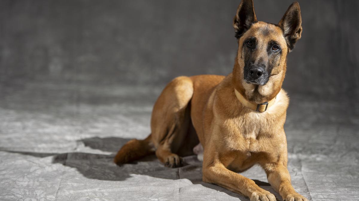Foster, un pastor belga malinois de la división canina de los Mossos d'Esquadra.