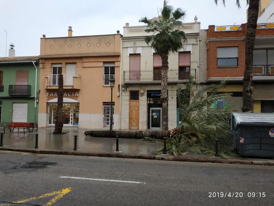 Palmera arrancada en el Perellonet