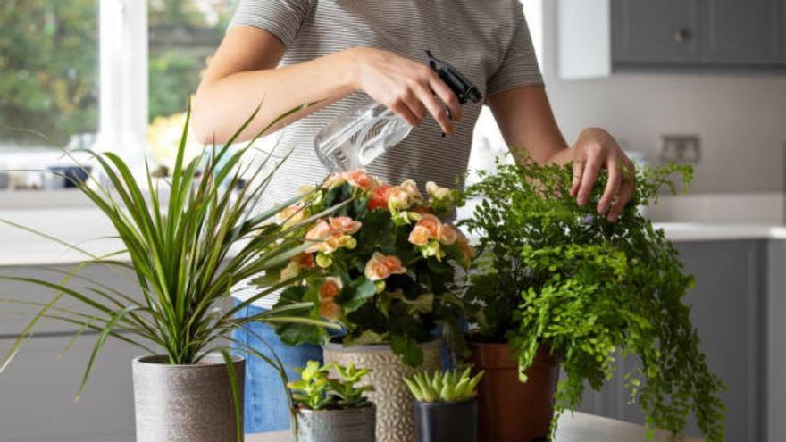 Cinco trucos para regar las plantas cuando te vas una temporada de casa