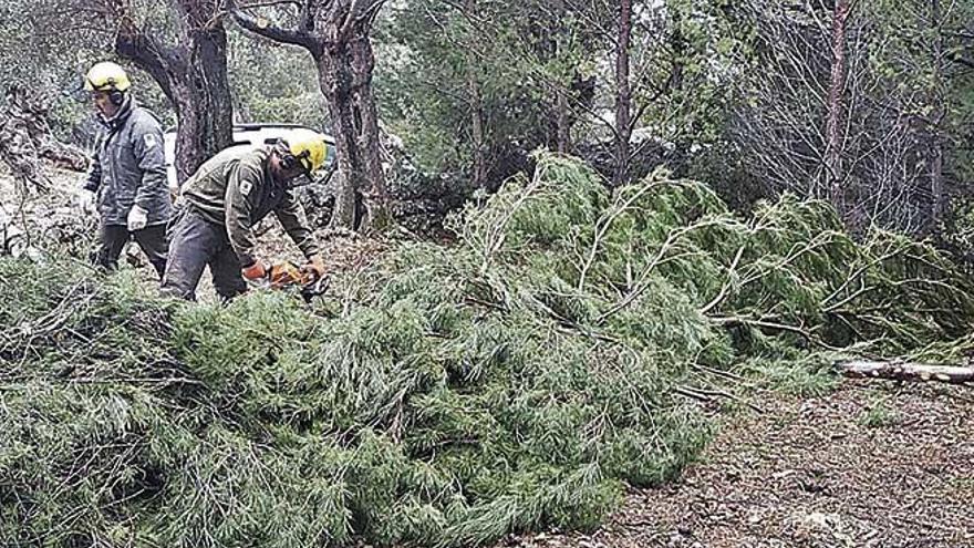 Los operarios talan un pino como medida necesaria para sanear el bosque.