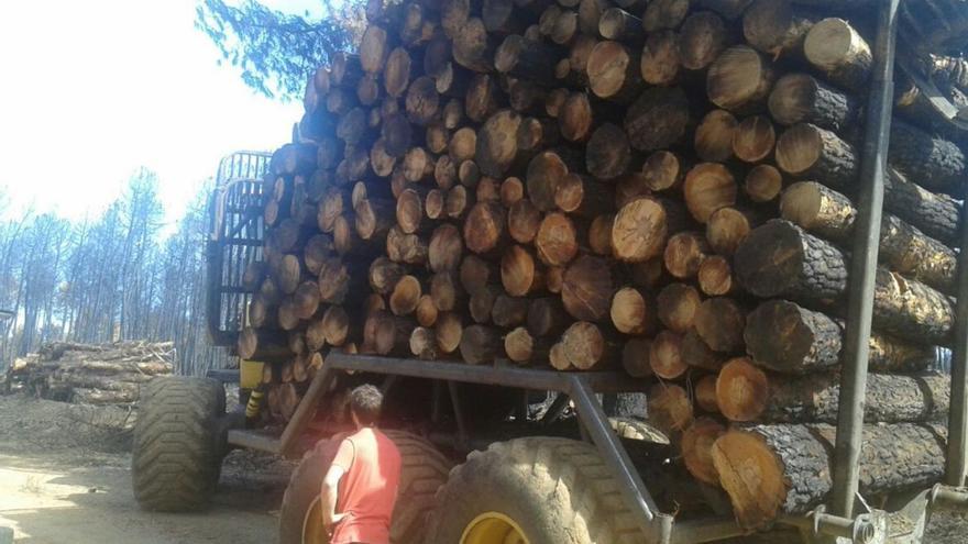 Estas son las condiciones para retirar la madera quemada tras el incendio de La Culebra