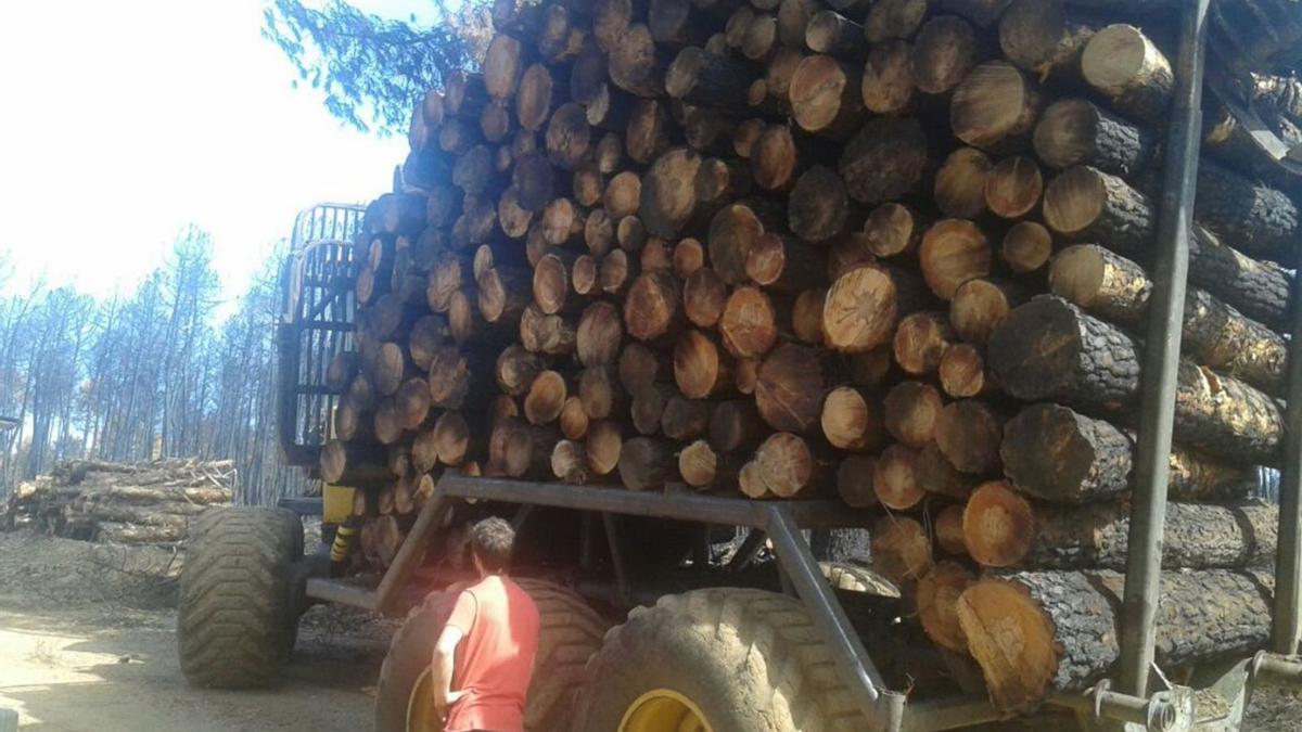 Saca de madera de pino quemada en el incendio de la Sierra de la Culebra. | LOZ