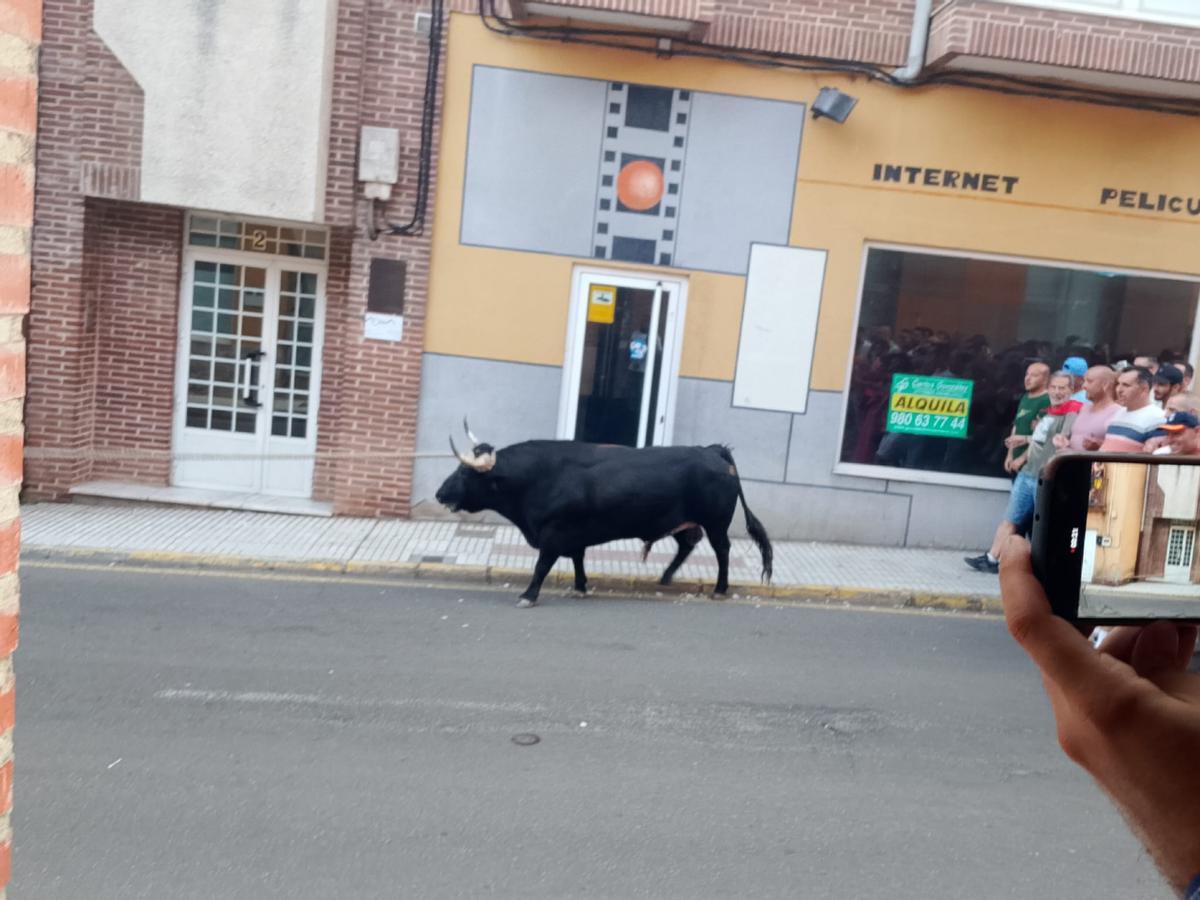 Así fue el recorrido del Toro Enmaromado Glorificado, por las calles de Benavente Así fue el recorrido del Toro Enmaromado Glorificado, por las calles de Benavente