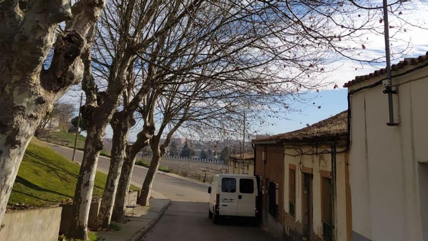 Fotodenuncia | Los chopos invaden los tejados en el barrio de Alviar