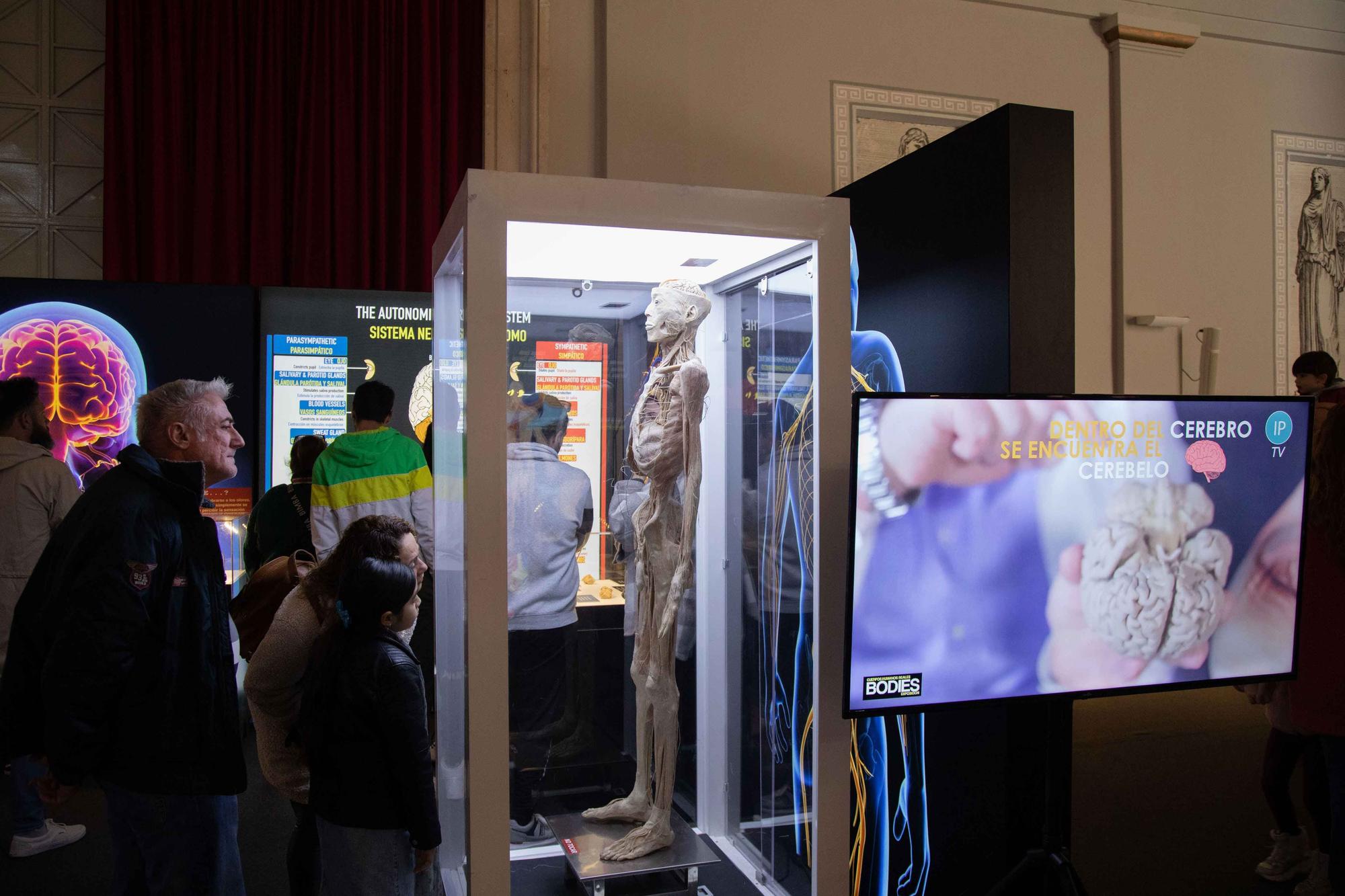 La exposición 'Bodies' presenta en Palma cuerpos humanos plastinizados como una propuesta educativa