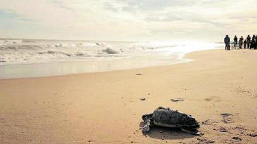 Cinc tortugues tornen a la mar després de recuperar-se en la Fundació Oceanogràfic