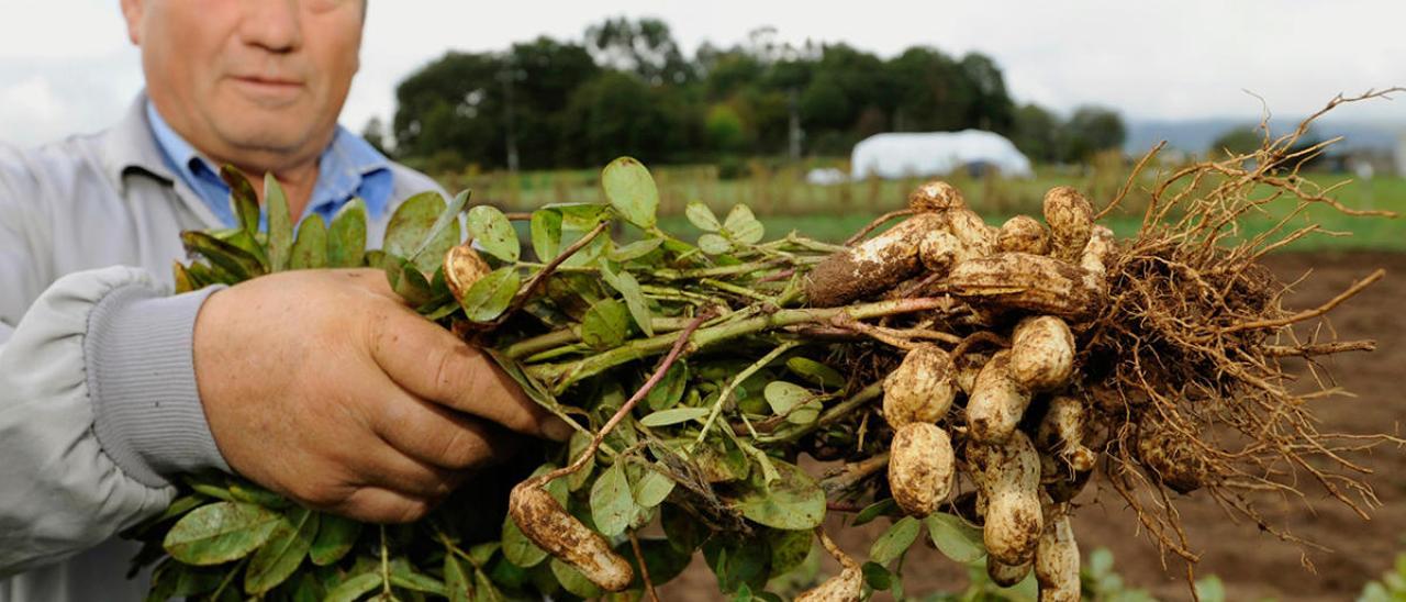 José Medela muestra varias plantas de su cosecha.