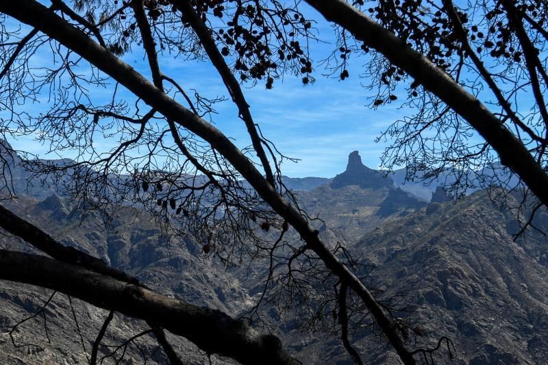 15-10-19 SUPLEMENTOS. ZONA CUMBRERA. ZONA CUMBRERA. Reportaje zonas quemadas tras dos meses. Reportaje triple entrega sobre el paisaje quemado, al cumplirse dos meses. La primera parte será Los tesosos de la Cumbre, en plan más positivo, con los brotes verdes, lugares que visitar. Un segundo con los héroes sin capa, sus protagonistas y una tercera con Lo que el fuego se llevó o Lo perdido, la parte más triste.  Fotos: Juan Castro.  | 15/10/2019 | Fotógrafo: Juan Carlos Castro