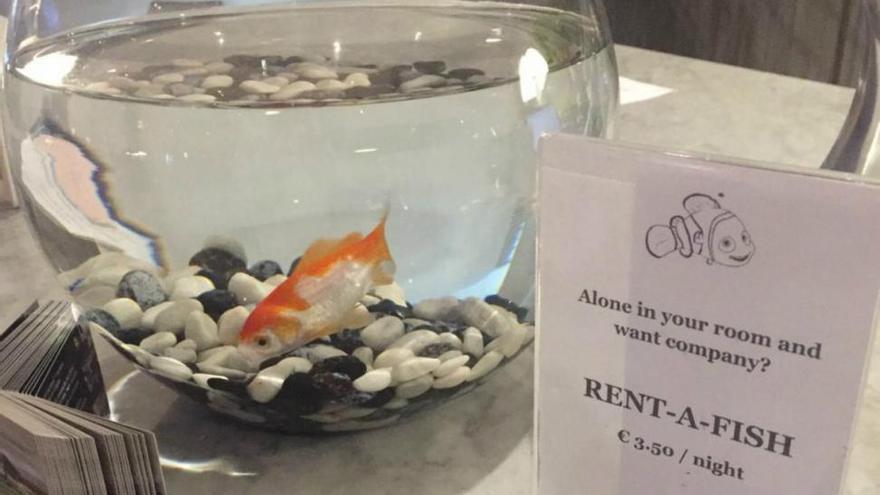 Un hotel belga alquila peces a clientes solitarios