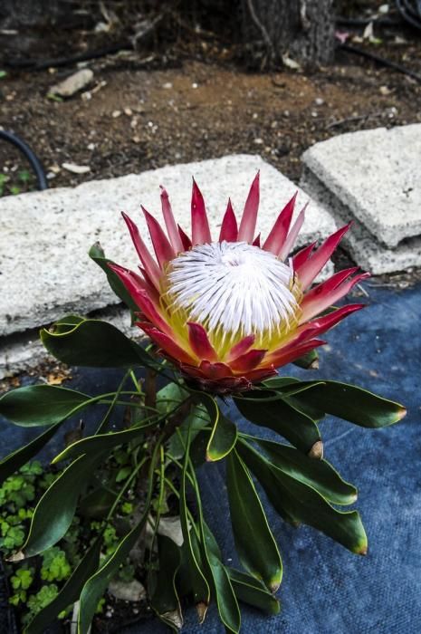 Plantación de proteas