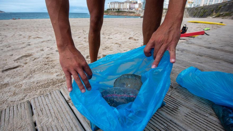 Prohibido el baño en el Orzán por la presencia de carabelas portuguesas