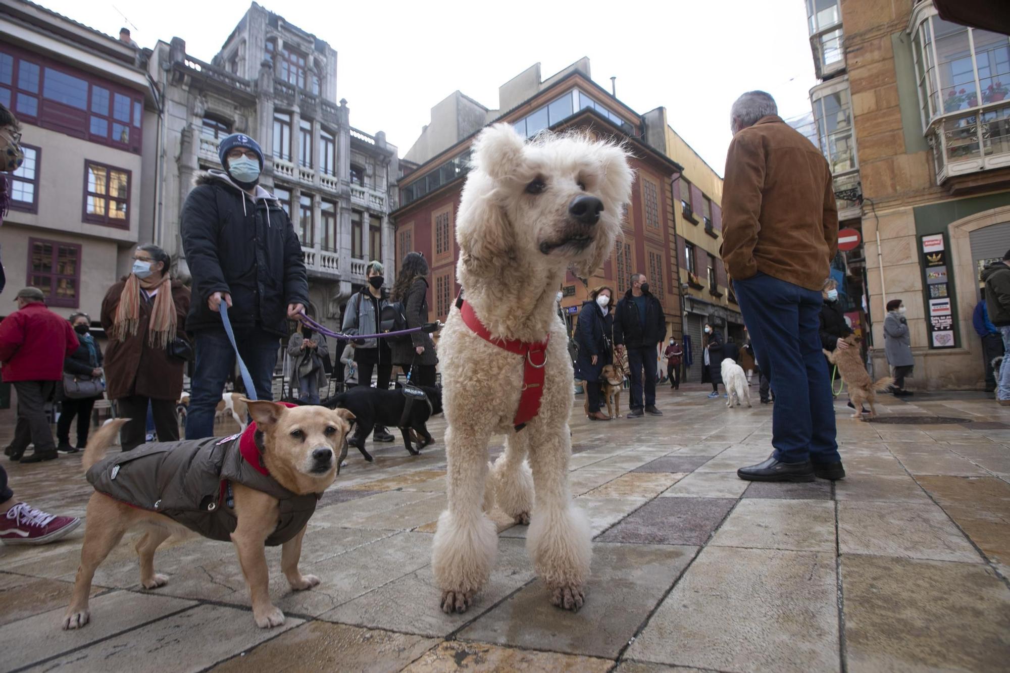 Protesta contra la nueva gestora del albergue de animales de La Bolgachina.