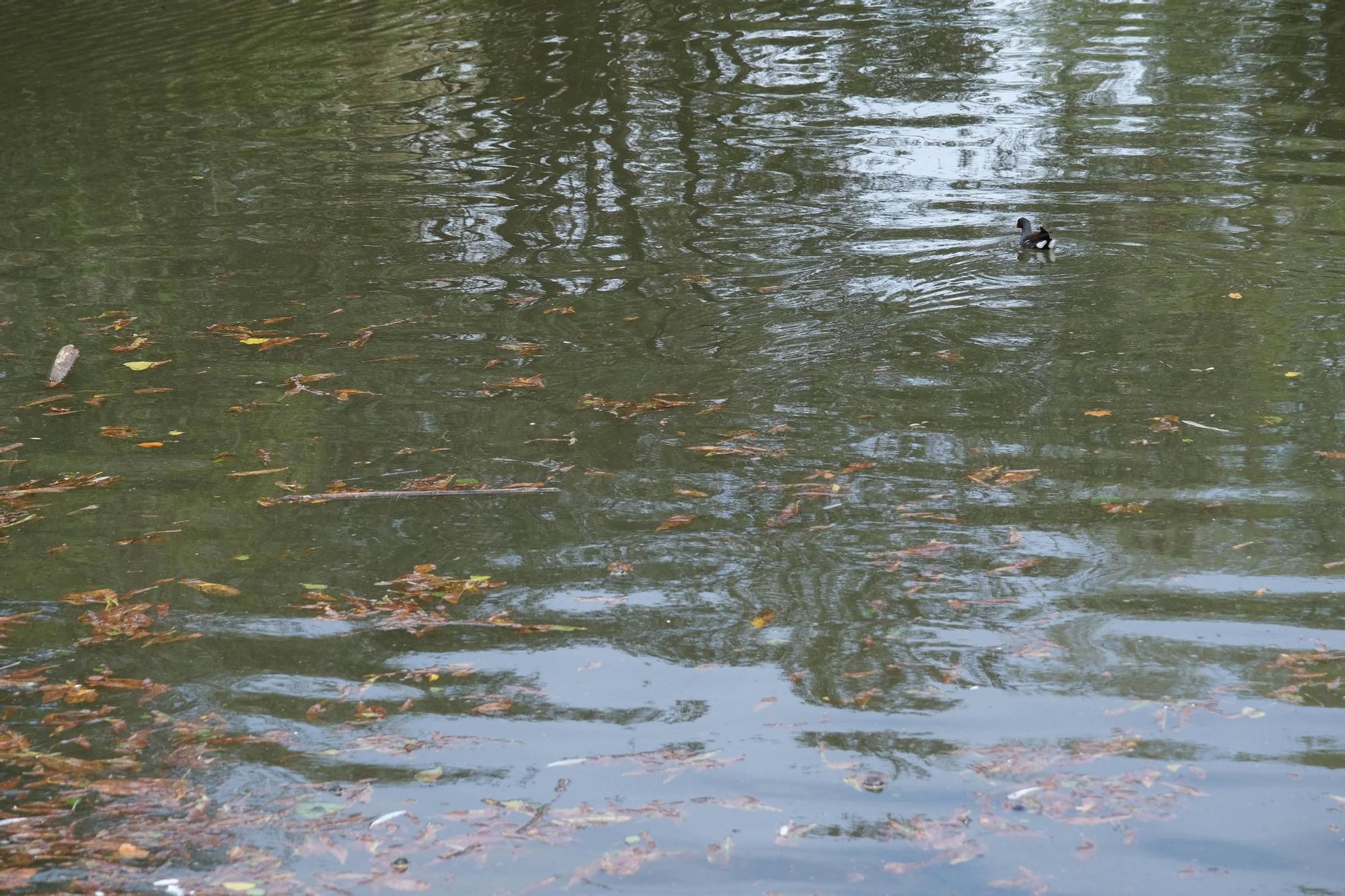 La intensa lluvia sube el agua de la laguna de Isabel la Católica (en imágenes)