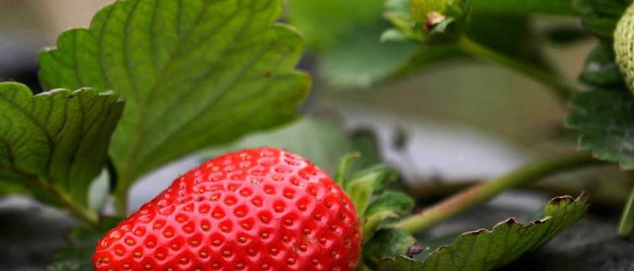 Las fresas son una pócima mágica