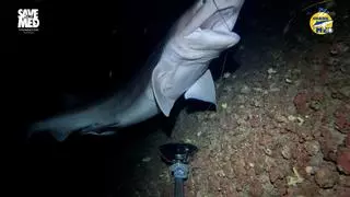 Encuentran por primera vez una nueva especie de tiburón en aguas de Baleares