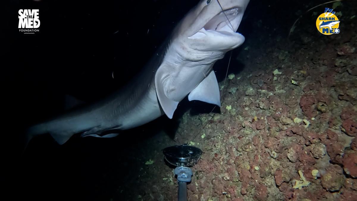 El Govern presenta los resultados del estudio sobre tiburones y rayas en el Parque Nacional de Cabrera