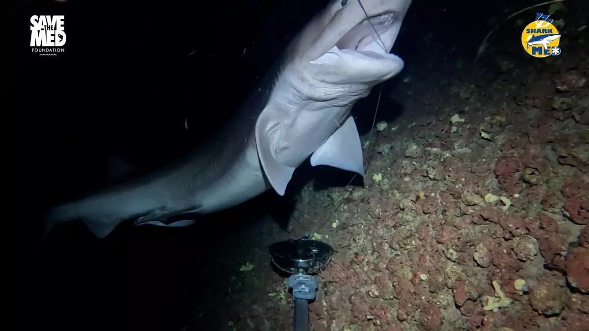 VÍDEO | El Govern presenta los resultados del estudio sobre tiburones y rayas en el Parque Nacional de Cabrera