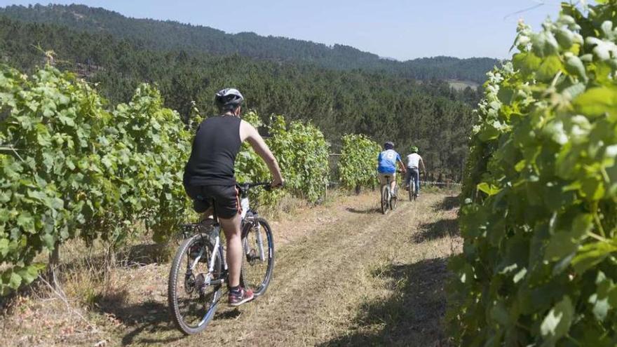 Terras Gauda tiene también un plan estratégico de enoturismo con ciclismo entre viñedos. // E.G.