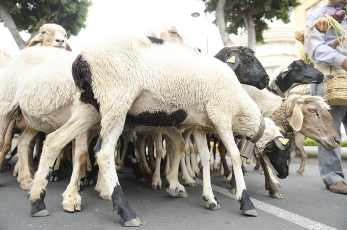 ROMERIA DE GALDAR