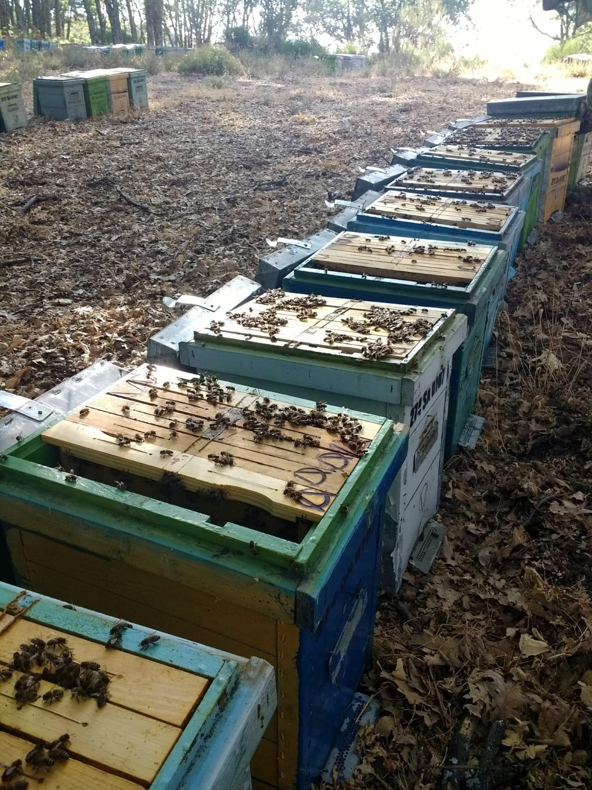 Enjambres de colmenas.