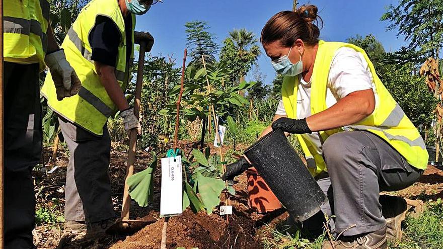 Una gran selva tropical  para el municipio de Adeje