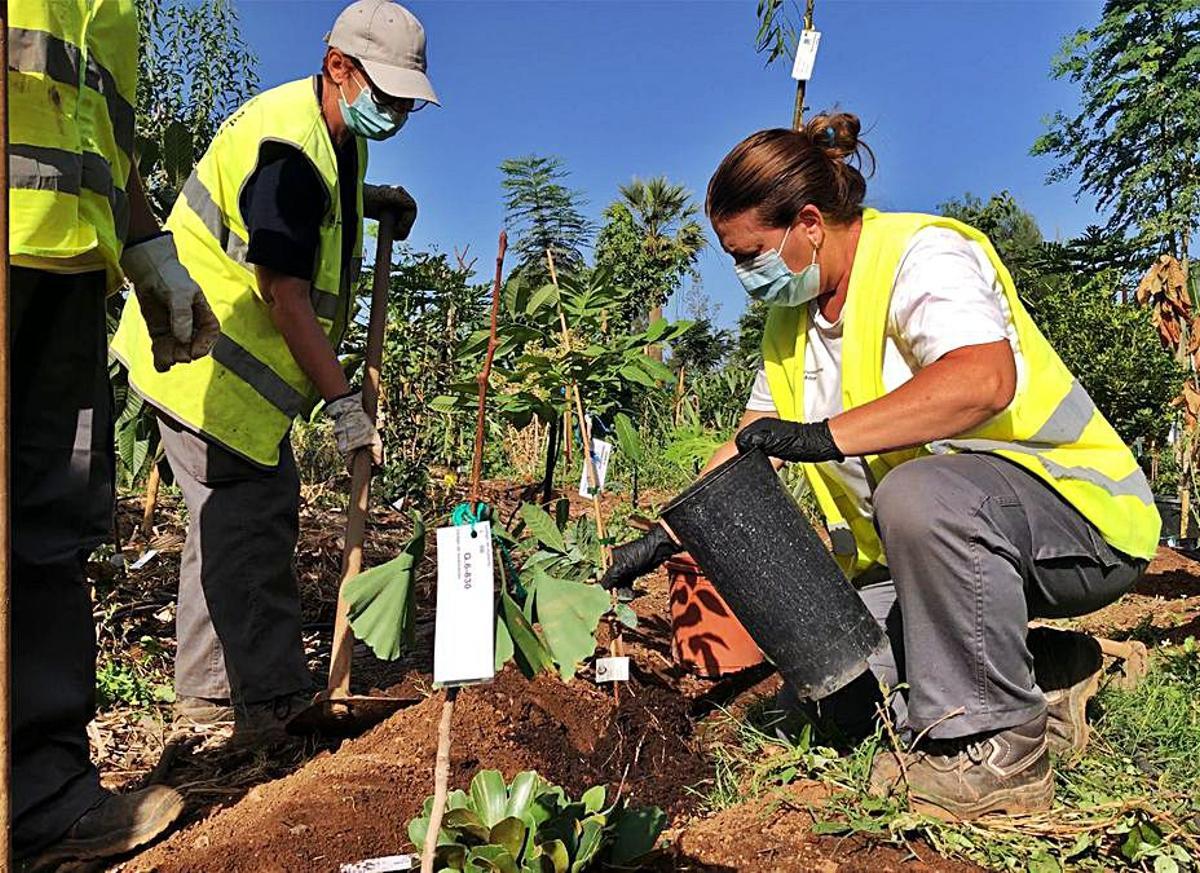 Personal de convenios y planes de empleo relizan la obra en la que destaca la diversidad de sus árboles y plantas.