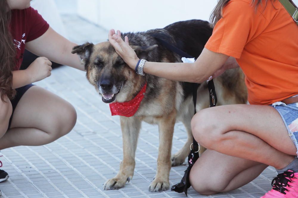 Mallorcas herrenlose Hunde auf dem Laufsteg