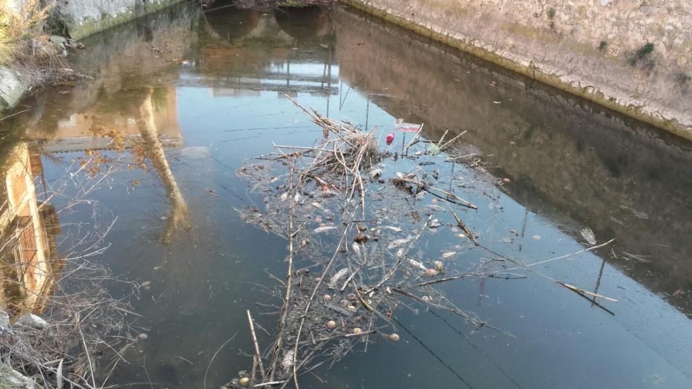 Peces muertos y basura en varias acequias en la zona de Aljucer