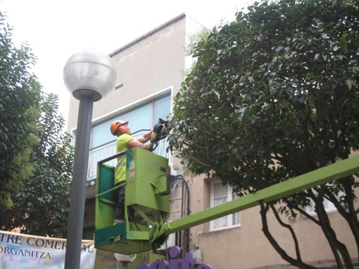 Imatge d’un operari portant a terme la poda d’un arbre al passeig de la Salut de Badalona. Imatge d’un operari portant a terme la poda d’un arbre al passeig de la Salut de Badalona.