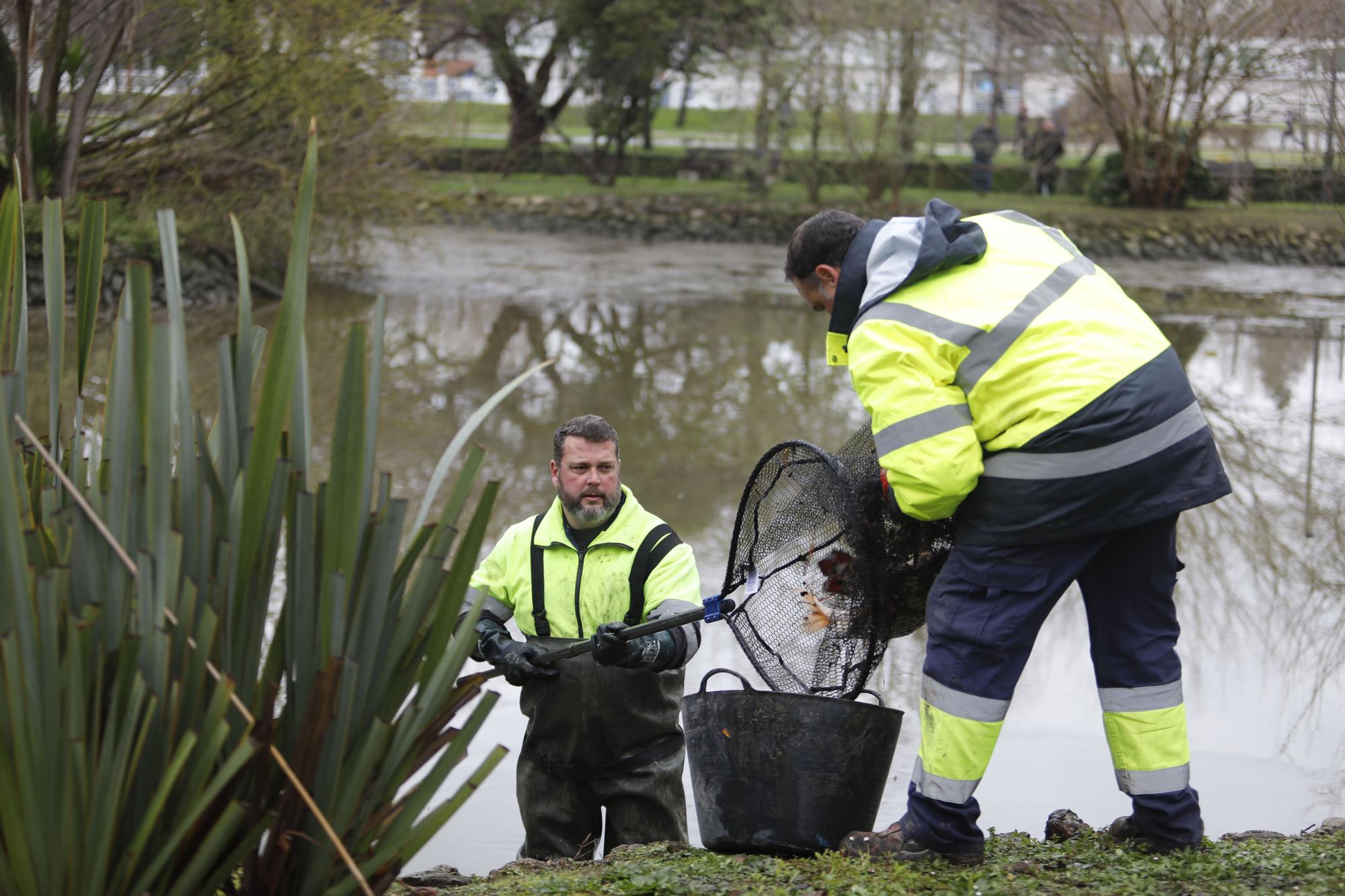 En imágenes: los dragados obligan a trasladar los peces del parque de Isabel la Católica