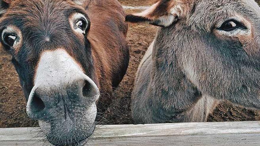 Los políticos son unos animales