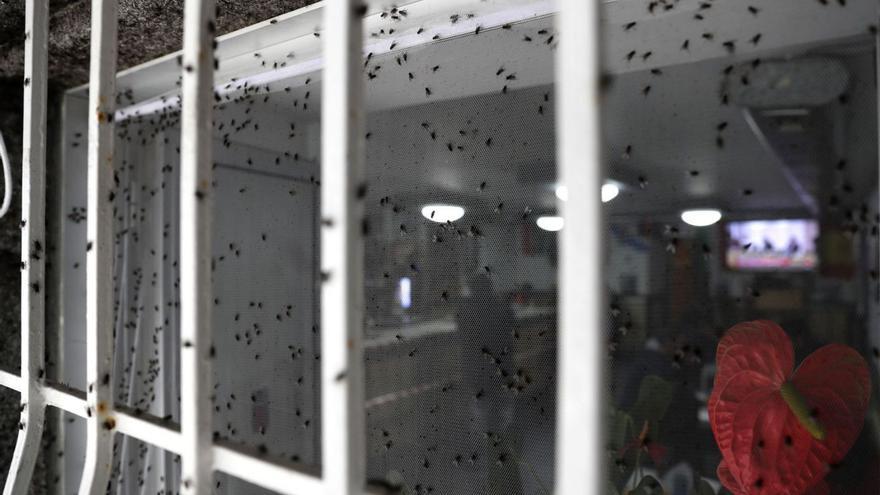 La plaga de moscas afecta a 21 concellos y la Fegamp urge a la Xunta a coordinar acciones