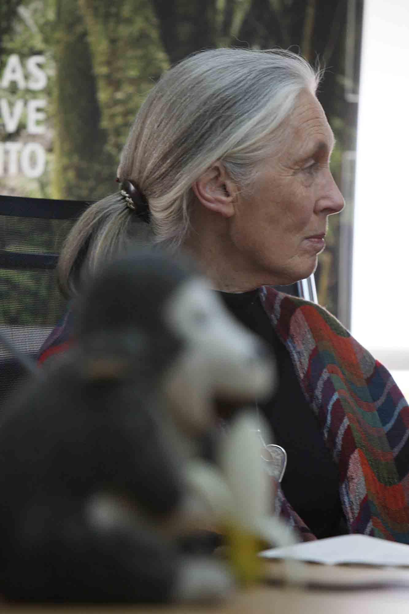 Fallece Jane Goodall, madrina de Primadomus y ‘honoris causa’ por la Universidad de Alicante