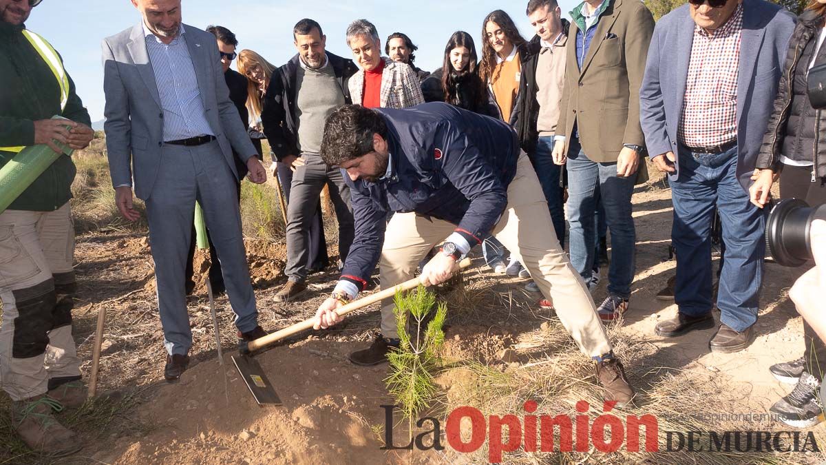 Bosque Disfrimur