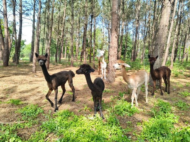 En imágenes: El proceso de esquilado de las seis alpacas de Tapia, que estrenan pelaje para el verano