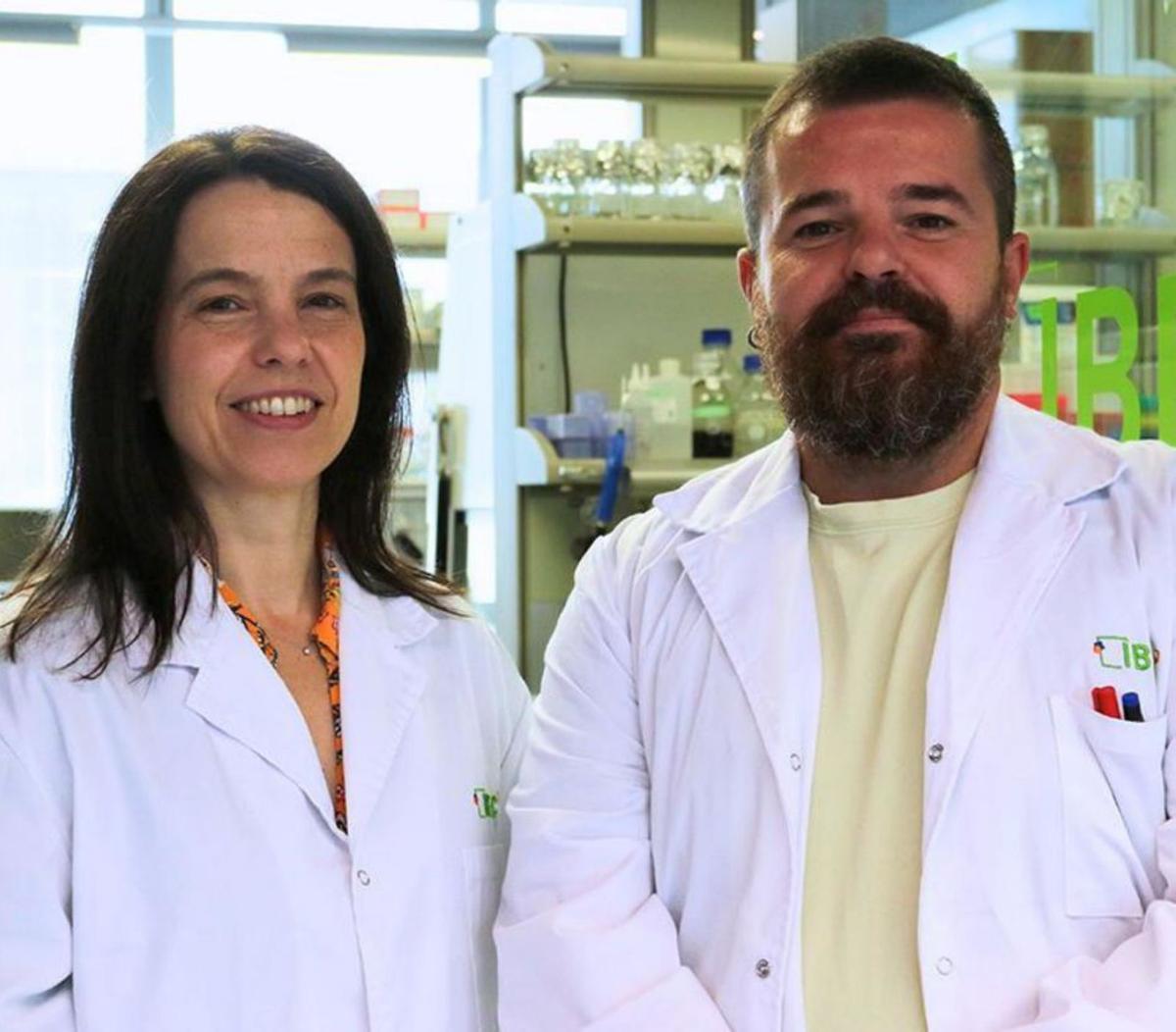 Un ronyó híbrid d’humà i porc obre una nova via per als trasplantaments Un ronyó híbrid d’humà i porc obre una nova via per als trasplantaments