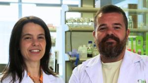 Un ronyó híbrid d’humà i porc obre una nova via per als trasplantaments