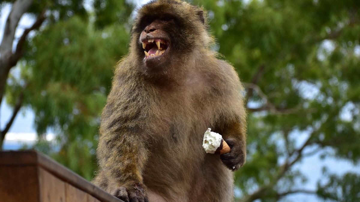Un mono de Gibraltar, con un helado