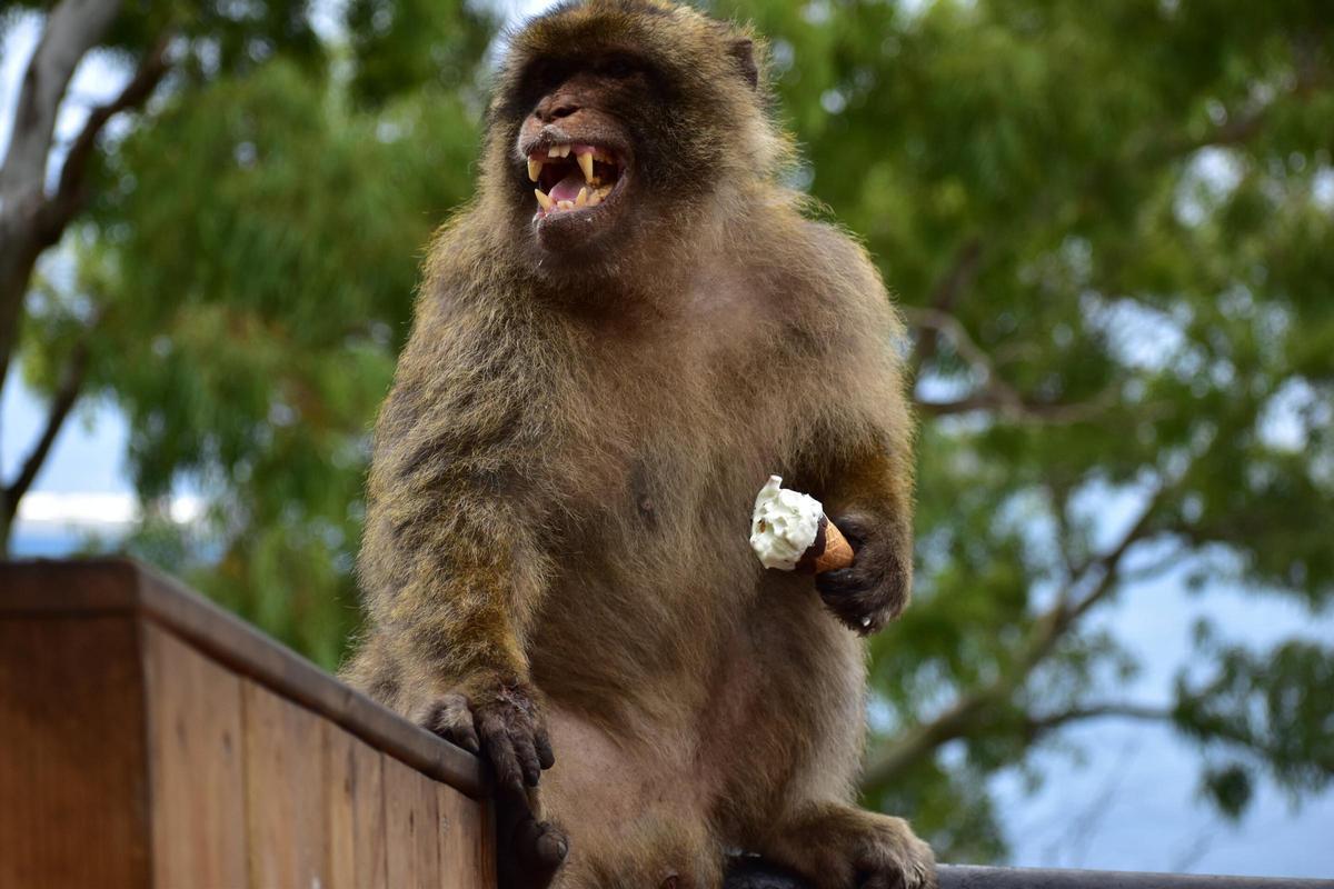Un mico de Gibraltar, amb un gelat