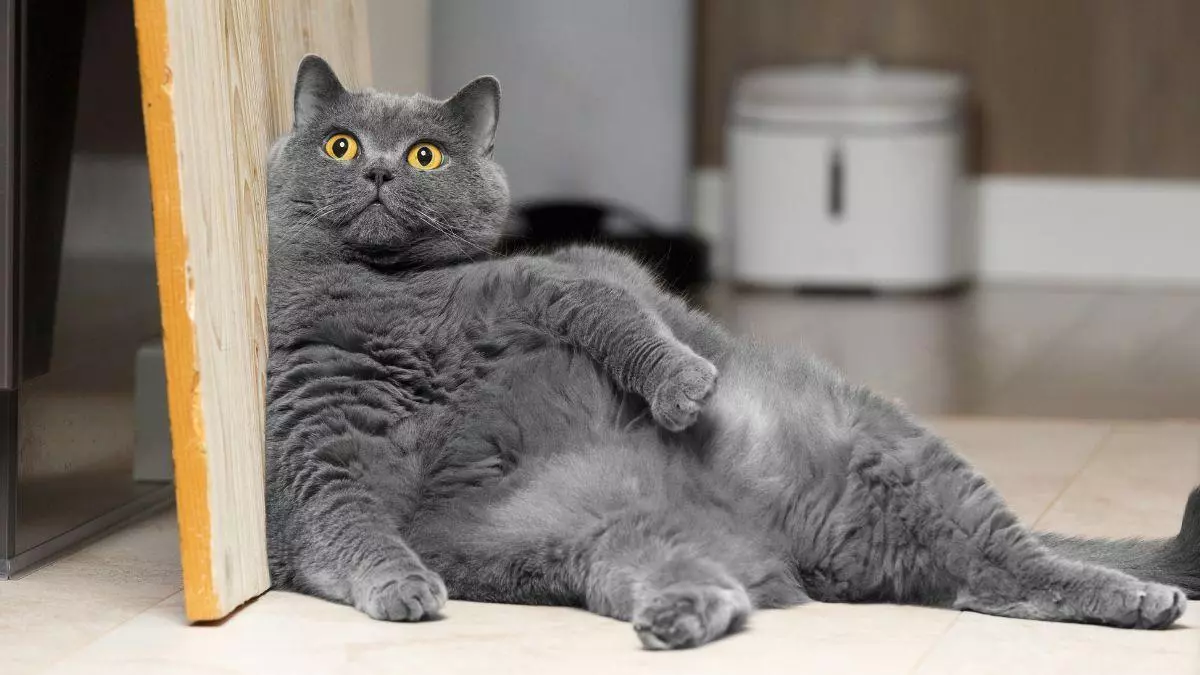 “Los resultados prometen, pero el ‘Ozempic felino’ no es para todos los gatos”: así funciona el nuevo tratamiento para el sobrepeso