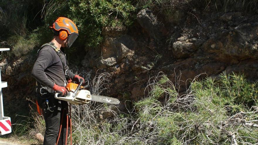 Regenera Deià arranca un plan forestal para prevenir incendios en la Serra de Tramuntana