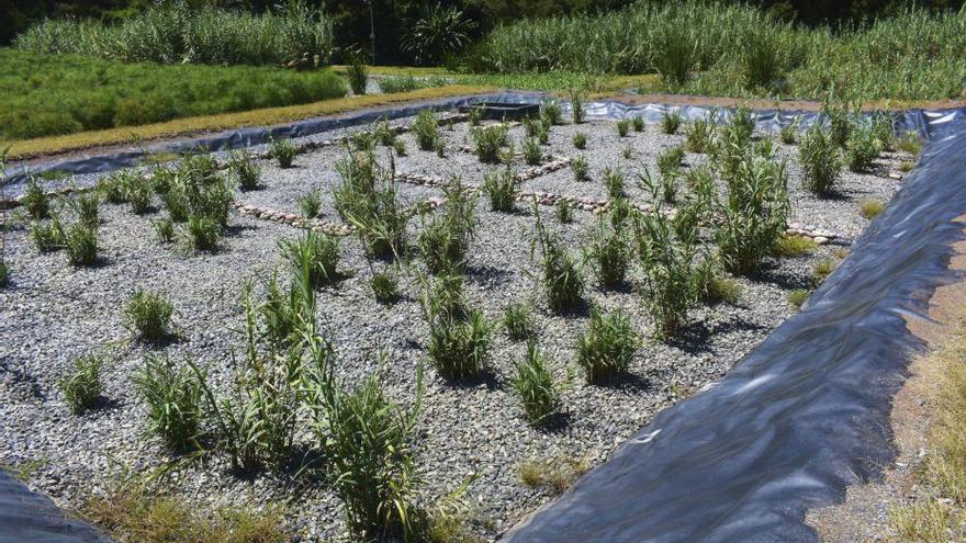 Diseñan un sistema de saneamiento ecológico y más barato para Gondomar