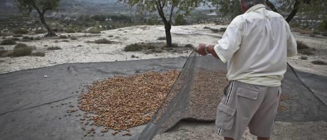 Los ladrones saquean los campos de almendra de la comarca de El Comtat