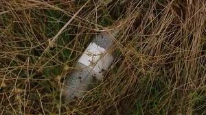 Va ser en un descampat on divendres passat va caure desplomada la menor de 12 anys per un coma etílic, però segons sembla no era la primera vegada que bevia.