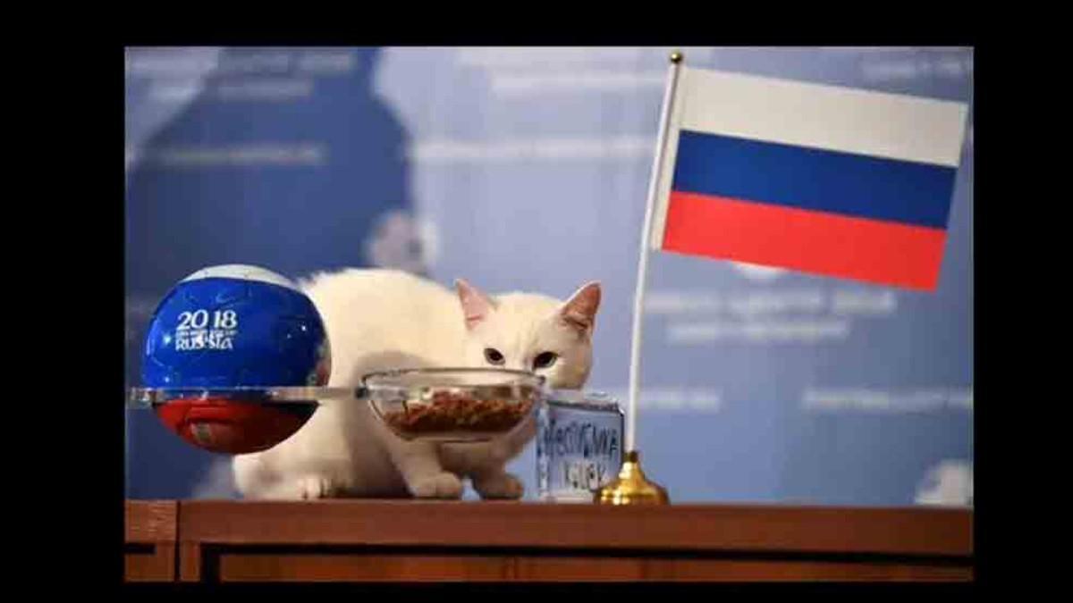 Gato russo prevê resultado do jogo inaugural