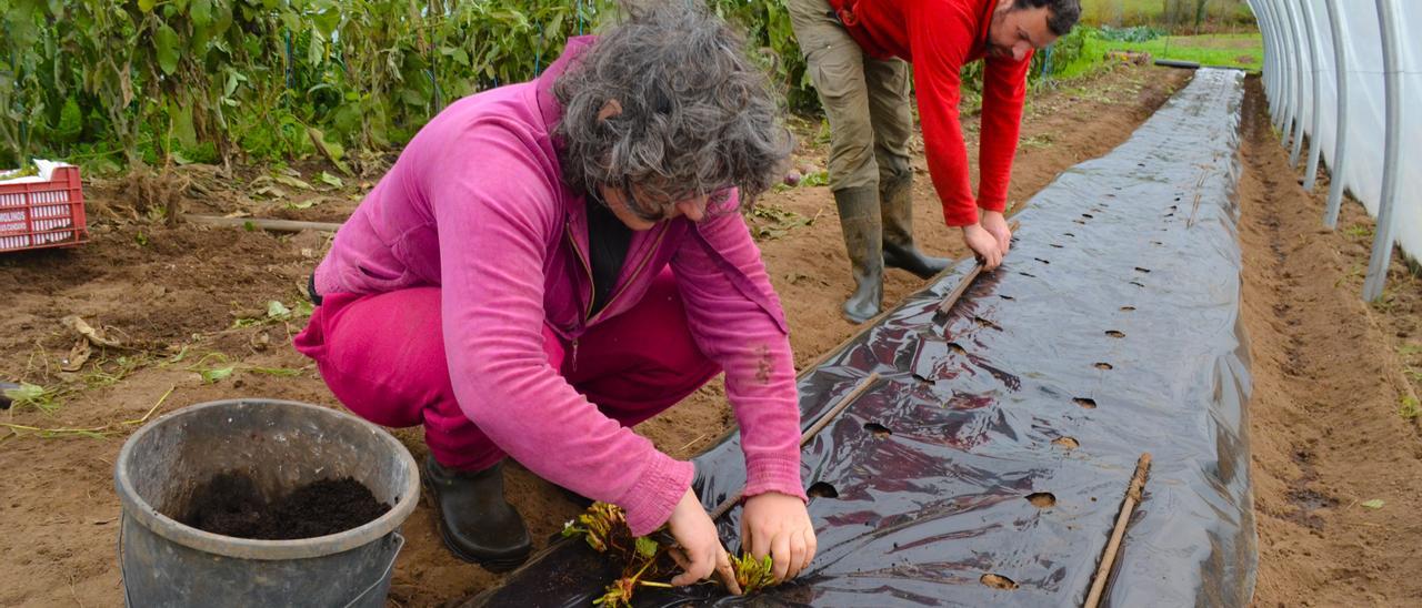 Paula Cristobal y Xosé Antón Cadierno plantan fresas en uno de sus invernaderos.